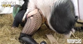 Седая свинья и тетя нашли общий язык в зоопорно